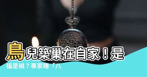 小鳥在家築巢|【鳥在家裡築巢】鳥兒築巢在自家！是福是禍？專家曝。